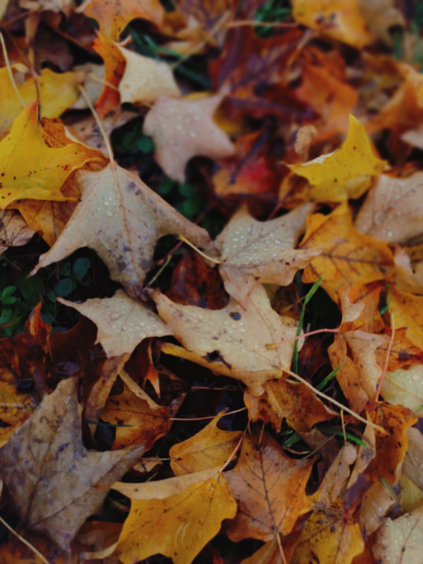 Autumn Town Leaves